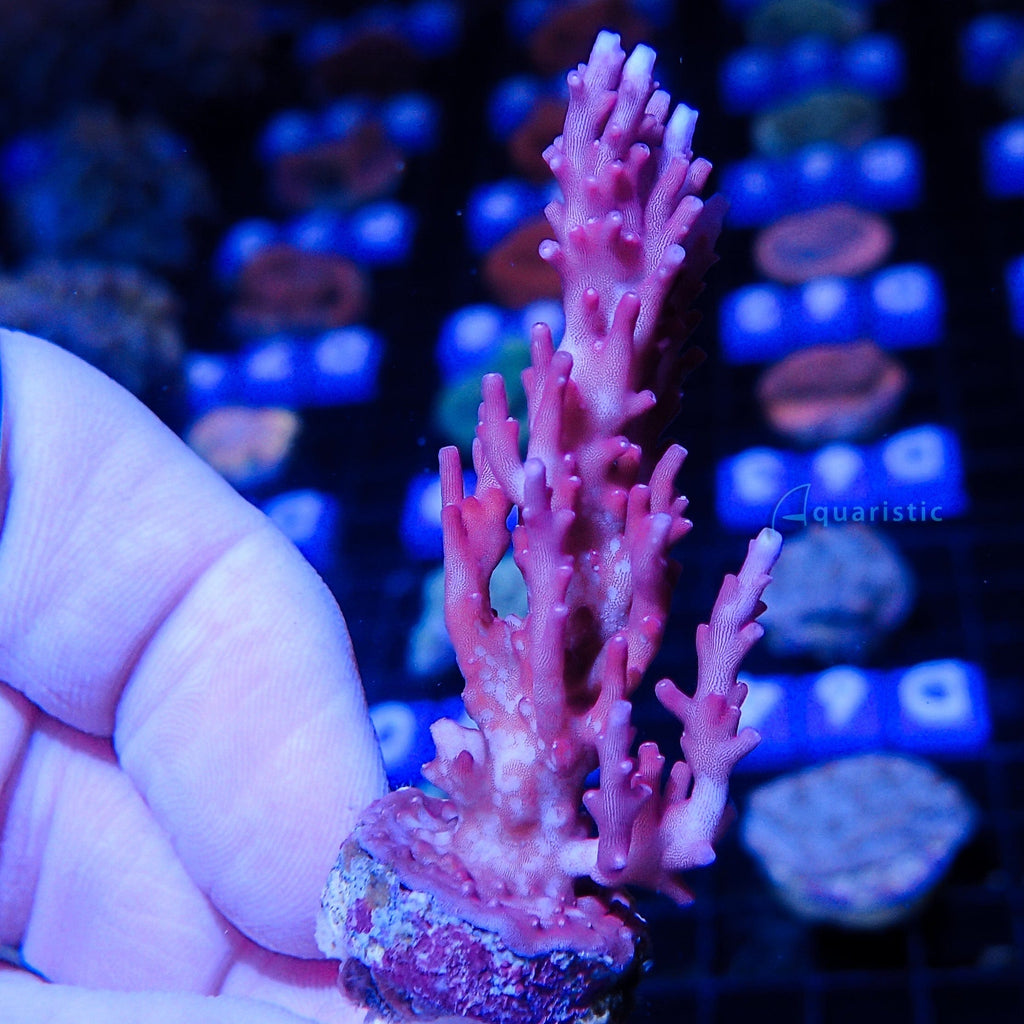 B85 - Acropora Red Dragon