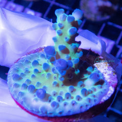 B80 - Acropora Green Stag