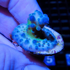 B81 - Acropora Green Stag