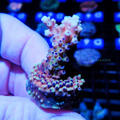 B87 - Acropora Pink Cadilac