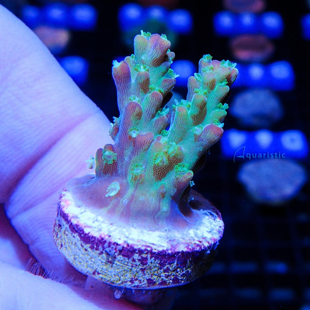 E01 - Acropora Rainbow Loom