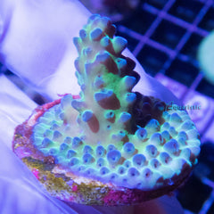 B84 - Acropora Green Stag