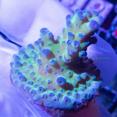 B85 - Acropora Green Stag