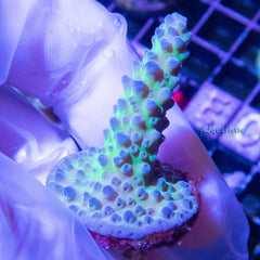 B86 - Acropora Green Stag