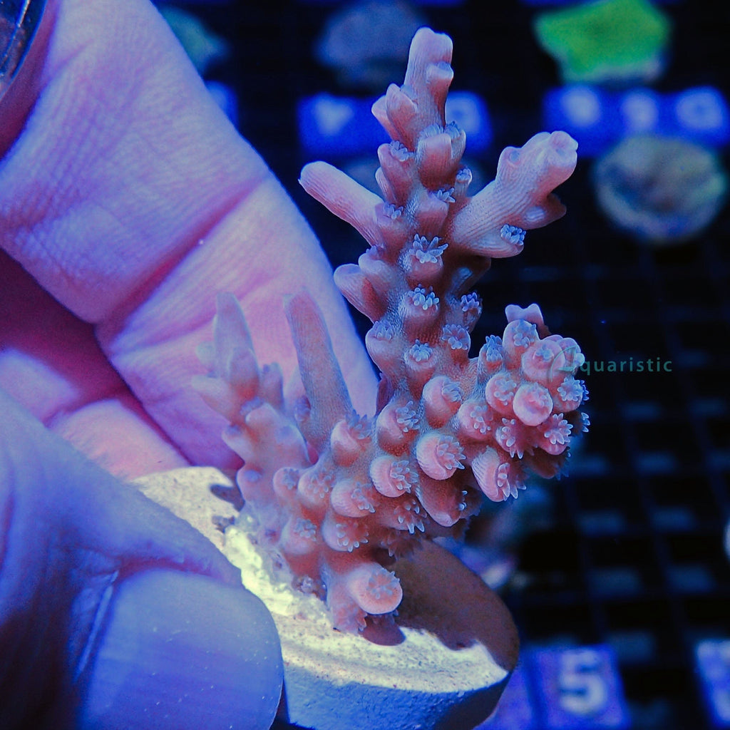 B87 - Acropora Tenuis Rainbow