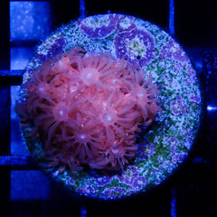 B92 - Goniopora Pink