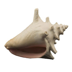 Bioscape Ornament - Milk Conch Shell (BIS322)