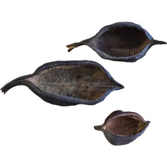 Botanicals Kurrajongs Pods