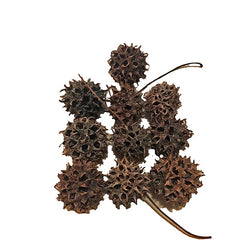 Botanicals Sweet Gum Nut