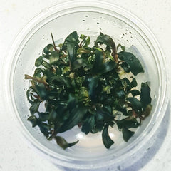 Bucephalandra Kedagang