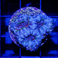 C07 - Acanthastrea Lordhowensis Multicolor