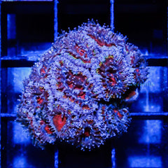 C08 - Acanthastrea Lordhowensis Rainbow