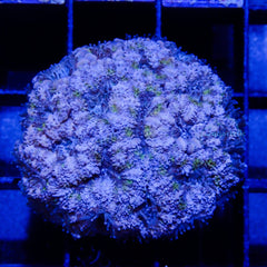 C09 - Acanthastrea Lordhowensis Green