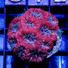 C11 - Acanthastrea Lordhowensis Red