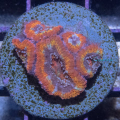 C14 - Acanthastrea Lordhowensis Rainbow