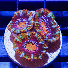 C23 - Acanthastrea Lordhowensis Rainbow