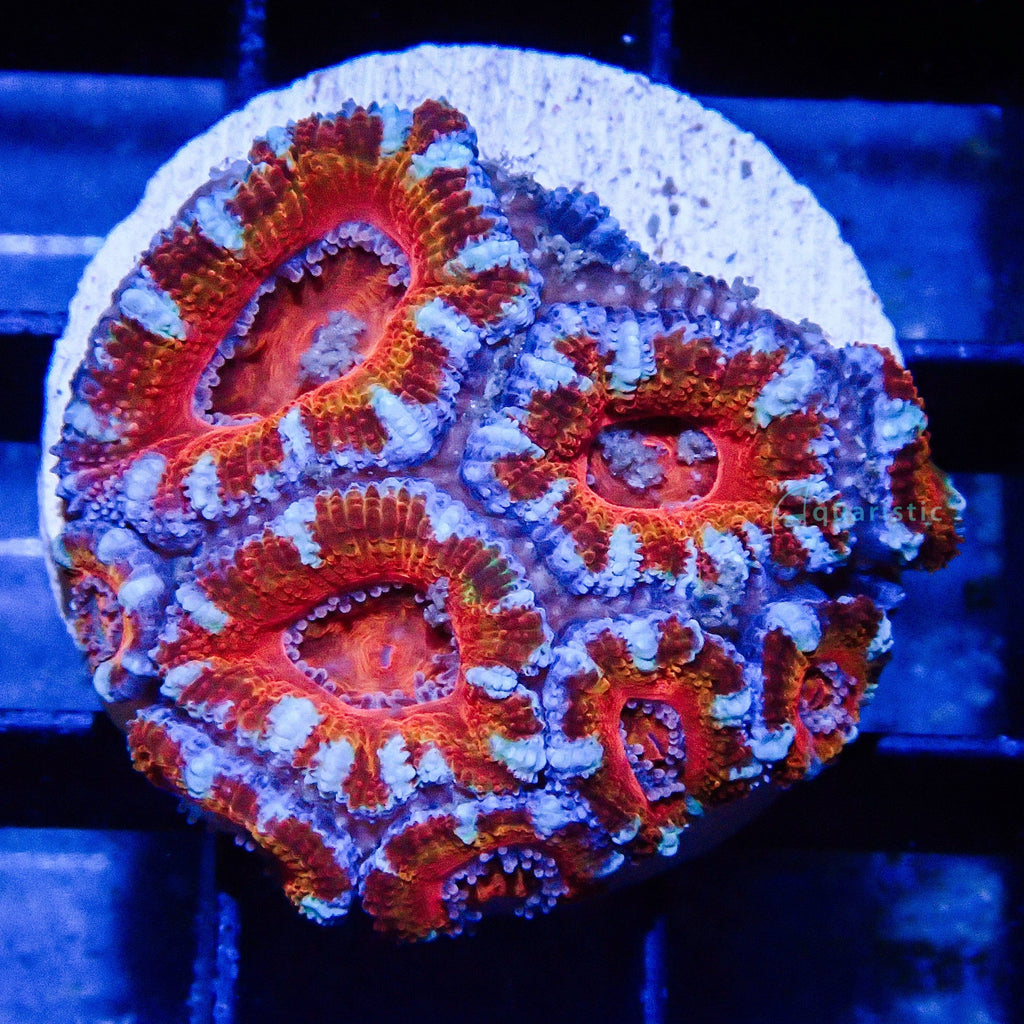 C24 - Acanthastrea Lordhowensis Rainbow