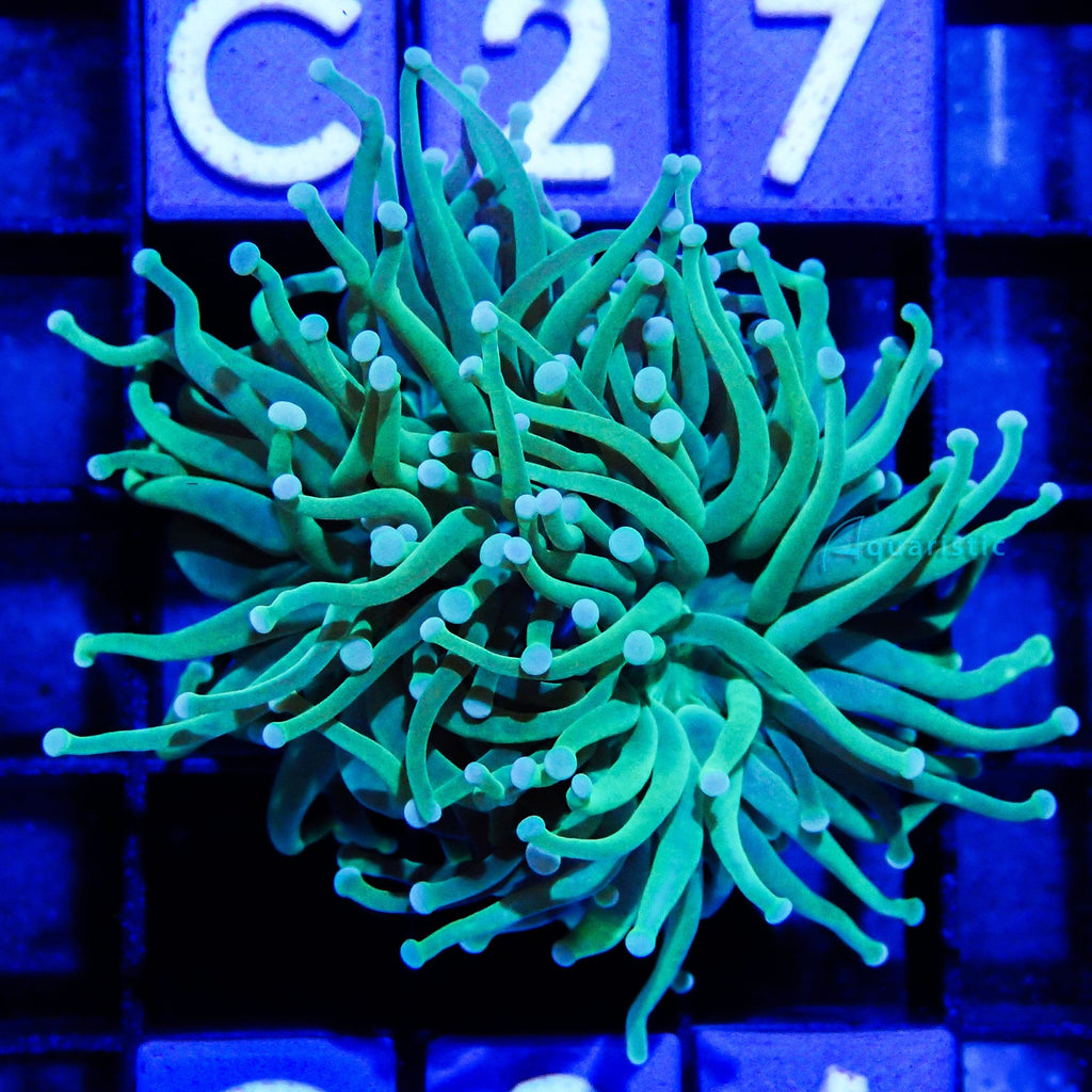 C26 - Torch Toxic Green