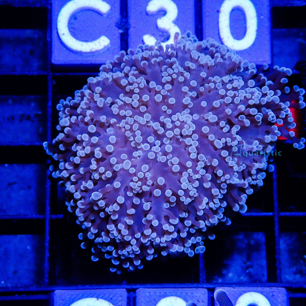 C29 - Frogspawn