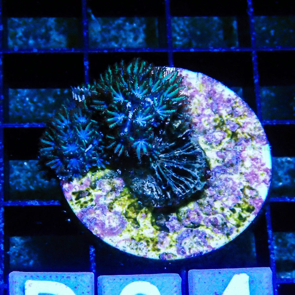 D04 - Blue Sympodium