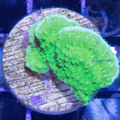 D06 - Montipora Capricornis Green