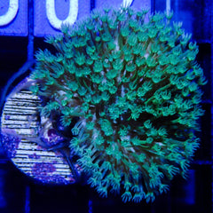 D89 - Leather Long Polyp Green