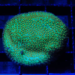 D28 - Porites Yellow Polyp