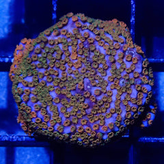 D36 - Montipora Rainbow