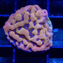 D11 - Montipora Danae Beach Bum