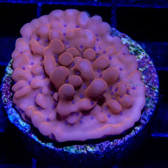 D05 - Montipora Danae Phoenix