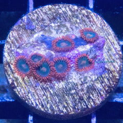 D99 - Zoanthid Gatorade