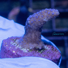 E02 - Montipora Digitata Blue