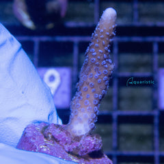 E03 - Montipora Digitata Blue