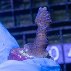 E04 - Montipora Digitata Blue