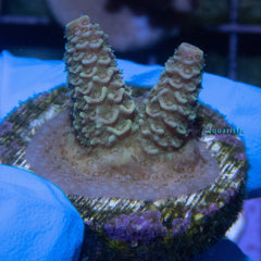 E11 - Millepora