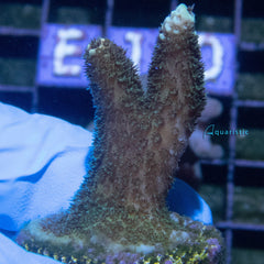 E13 - Millepora