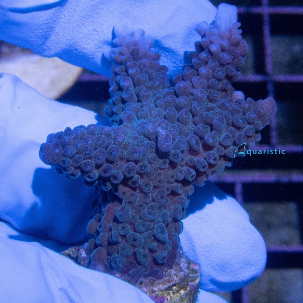 E20 - Acropora