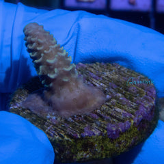 E21 - Millepora