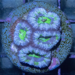 E31 - Acanthastrea Lordhowensis Green