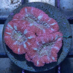 E32 - Acanthastrea Lordhowensis Red