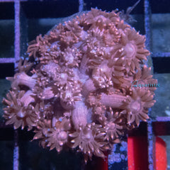 E43 - Goniopora Red