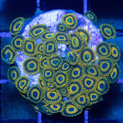 E61 - Zoanthid Scrambled Egg