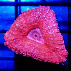 F06 - Lobophyllia Red