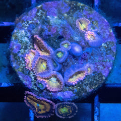 E72 - Zoanthid Sakura Sunrise