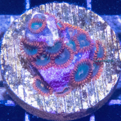 E74 - Zoanthid Gatorade