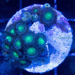 E75 - Zoanthid Dragon Eye