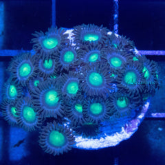 E76 - Zoanthid Dragon Eye