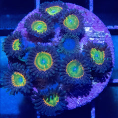 E77 - Zoanthid Sunny D