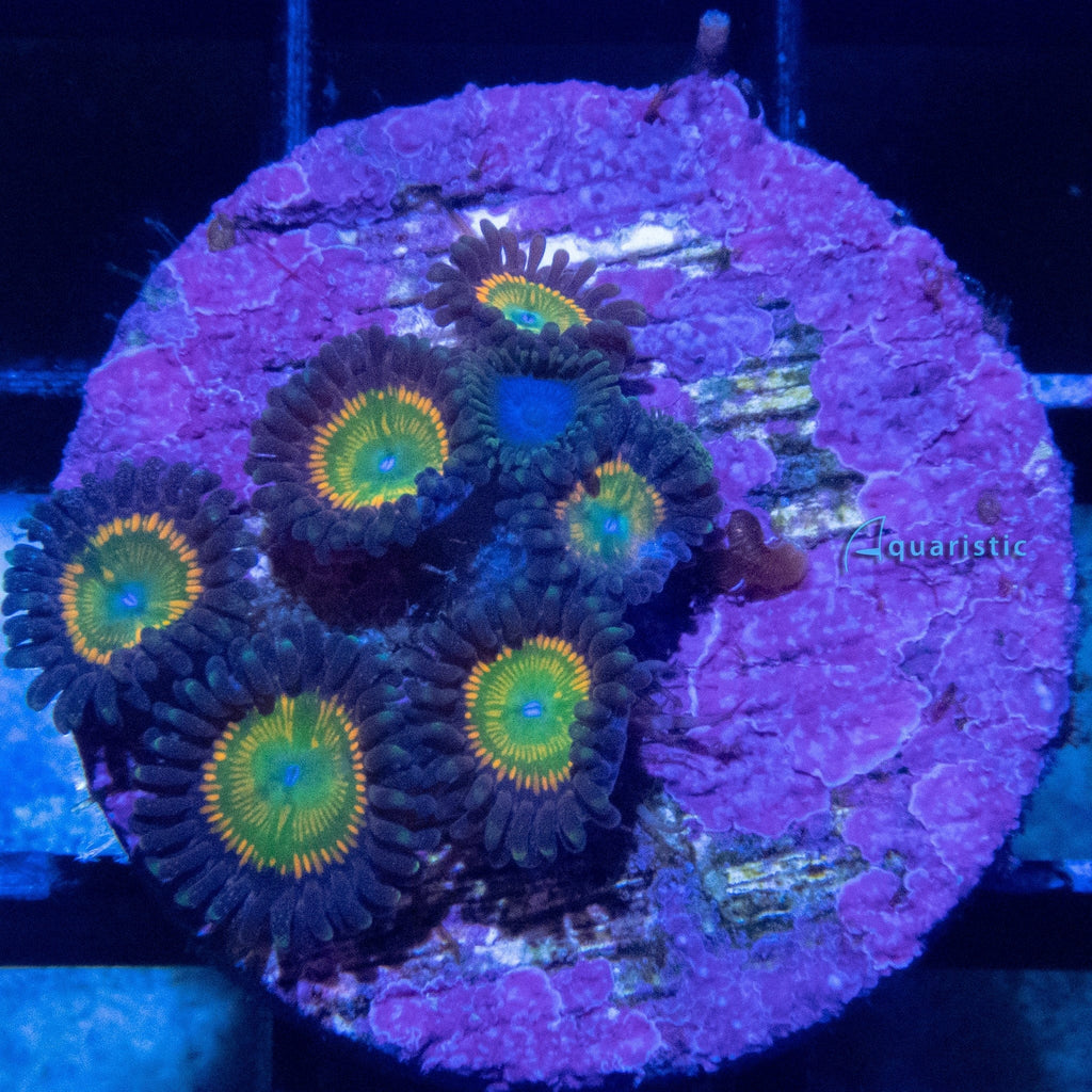 E78 - Zoanthid Sunny D