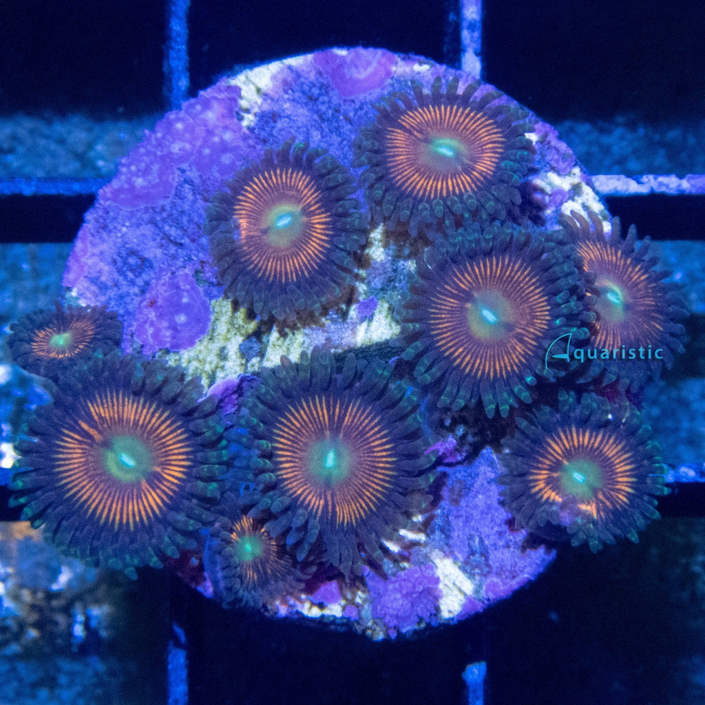 E79 - Zoanthid Everlasting Gobstopper